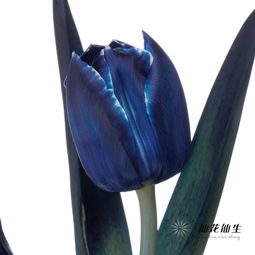 荷兰花材 | 染色郁金香午夜蓝【人工染色有色差，介意慎拍】 商品图2