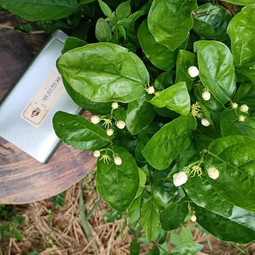 生态茉莉干花茉莉花茶 广西横州市中团茉莉花生态农场【顺丰包邮】 商品图9