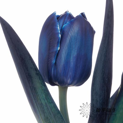 荷兰花材 | 染色郁金香午夜蓝【人工染色有色差，介意慎拍】 商品图3
