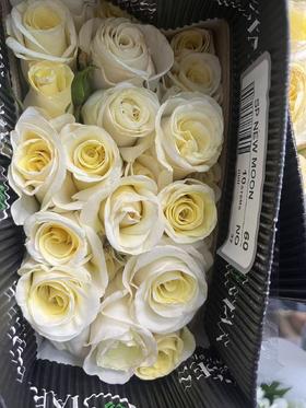 厄瓜多尔高端进口花材NEW MOON新月多头玫瑰花10支