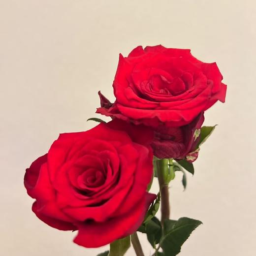 玫瑰 火神55㎝ 商品图0