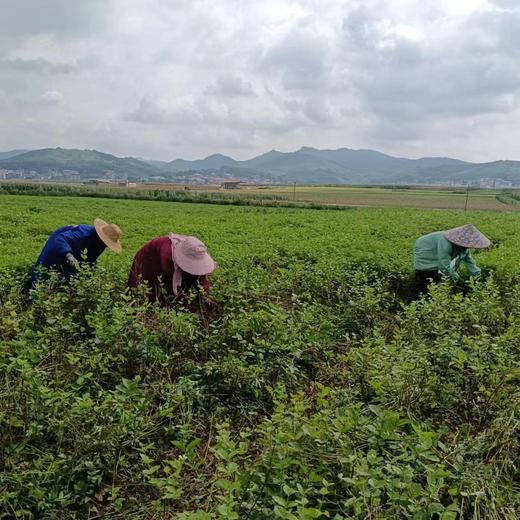 生态茉莉干花茉莉花茶 广西横州市中团茉莉花生态农场【顺丰包邮】 商品图11