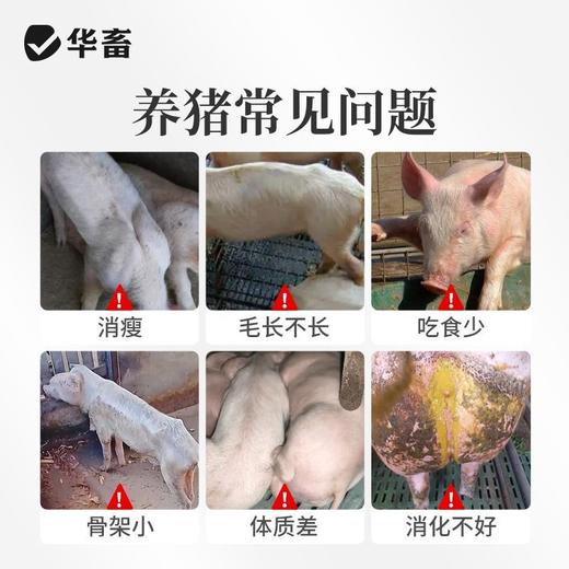双胞胎4%育成猪预混料育肥增肥猪用肥猪兽用消化吸收好体型好预混料 商品图1