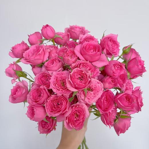 多头玫瑰苏菲B 商品图0