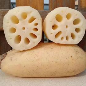 东平九孔莲藕红花细藕 现挖现发无农化自然生长蔬菜 真空包装