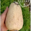 东平九孔莲藕红花细藕 现挖现发无农化自然生长蔬菜 真空包装 商品缩略图6