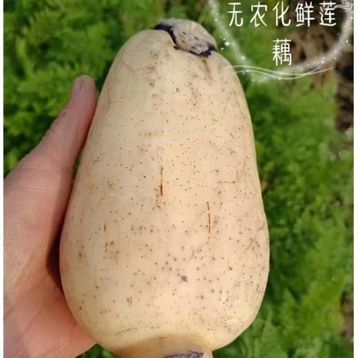 东平九孔莲藕红花细藕 现挖现发无农化自然生长蔬菜 真空包装 商品图6