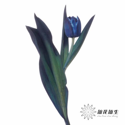 荷兰花材 | 染色郁金香午夜蓝【人工染色有色差，介意慎拍】 商品图1