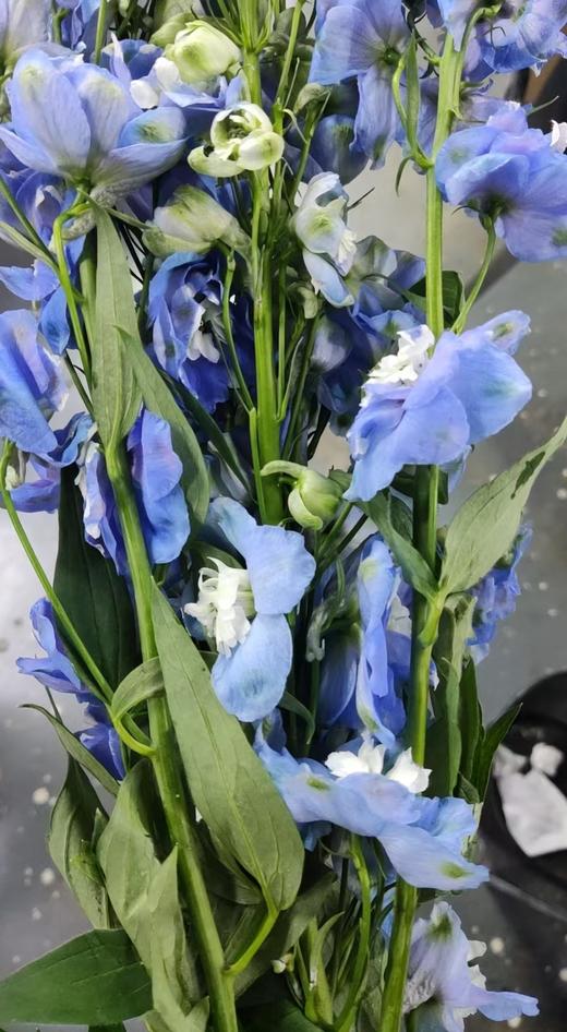 配花 | 大飞燕浅蓝 商品图0