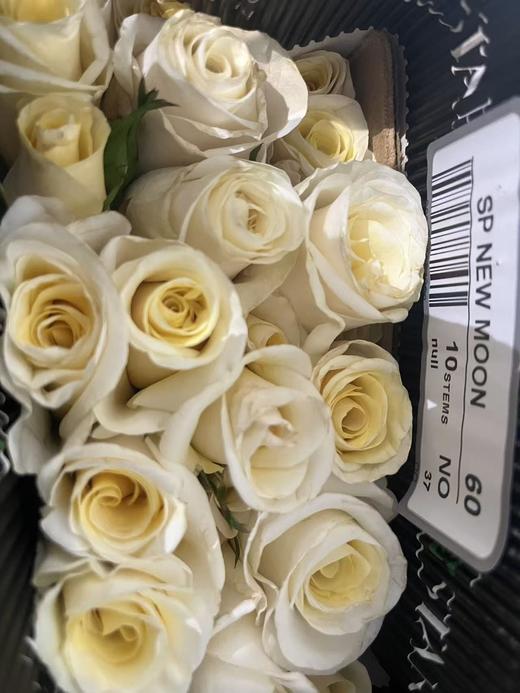 厄瓜多尔高端进口花材NEW MOON新月多头玫瑰花10支 商品图1