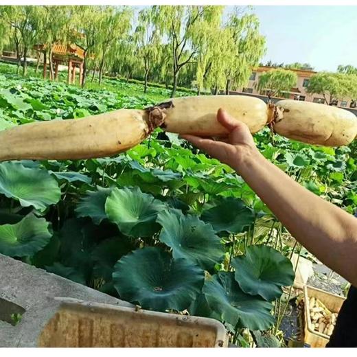 东平九孔莲藕红花细藕 现挖现发无农化自然生长蔬菜 真空包装 商品图5