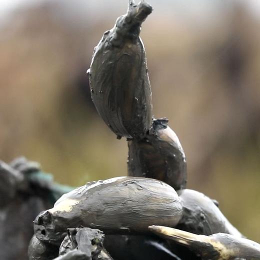 湖北洪湖 现挖生态青泥巴莲藕 粉糯香甜 商品图3