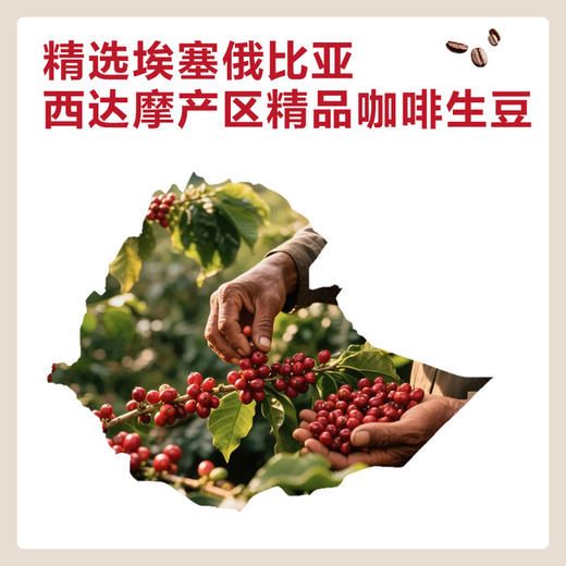 MM 山姆 埃塞西达摩挂耳咖啡 300g（10g*30） 商品图2