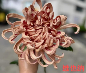 小菊 | 大头菊维也纳咖色