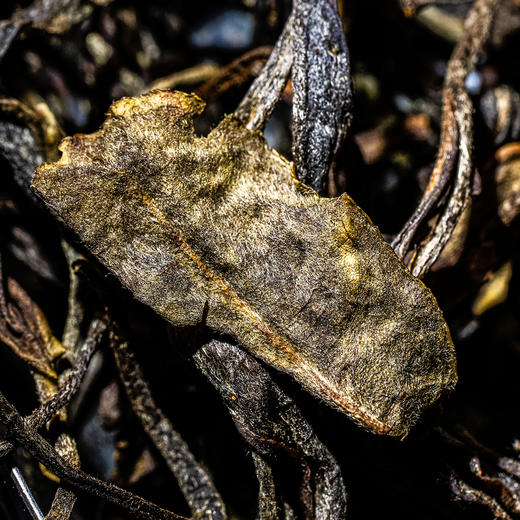 【元昌号】十二茶山风味大单株古树薄荷塘品鉴装7g/盒 商品图2