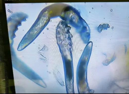 莱微妮-层孔菌蛹虫草毛孔清肌套 面部套院用 商品图4