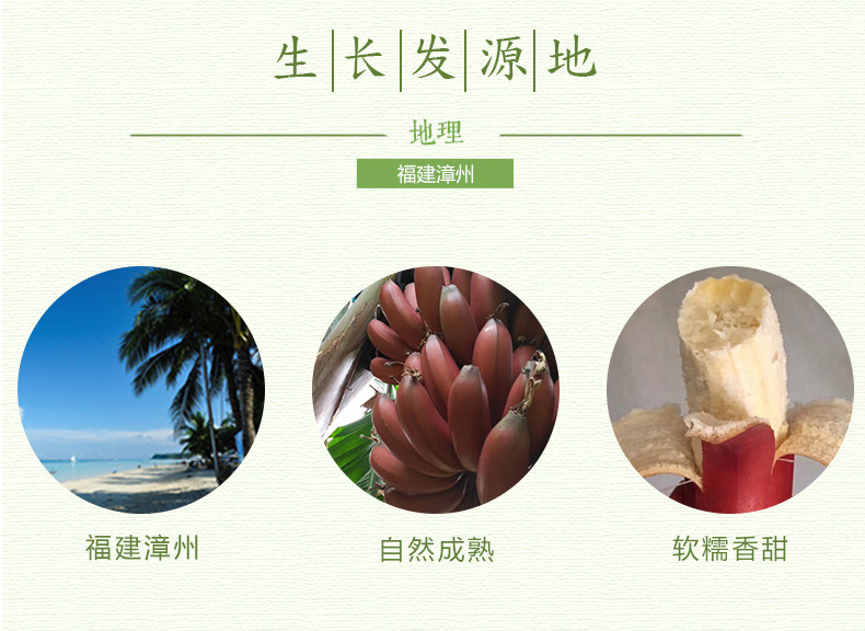 红美人香蕉_03.jpg