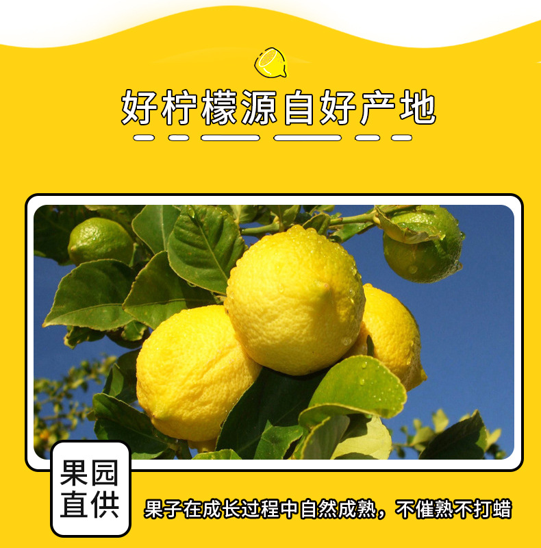安岳柠檬_05.jpg