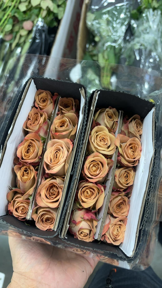 云花香卡布其诺 商品图1