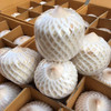 【原产地进口❗️泰国香水椰青】泰国特有的椰子品种，椰香味更浓自带奶香，椰肉嫩滑醇香，椰汁甘甜爽口，新鲜香水耶子孕妇小椰宝牛奶椰汁当季新鲜水果L 商品缩略图1