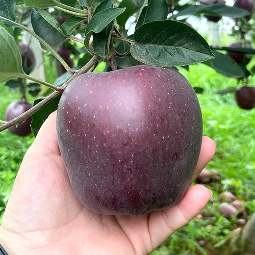 【云南昭通黑卡苹果】香甜多汁 原产地直供苹果之乡 商品图2