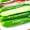 【产地直发❗山东水果黄瓜】清脆爽口脆嫩，营养美味，晶莹饱满，清香脆甜多汁，小旱黄瓜蔬菜水果玉女水果黄瓜L 商品缩略图1