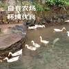 昌西公社溪水散养土鸭 商品缩略图2