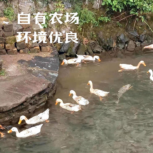 昌西公社溪水散养土鸭 商品图2