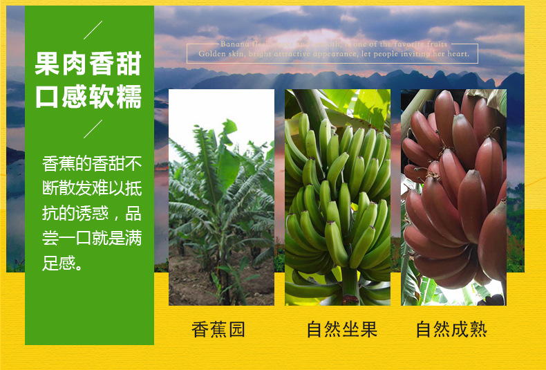 红美人香蕉_10.jpg