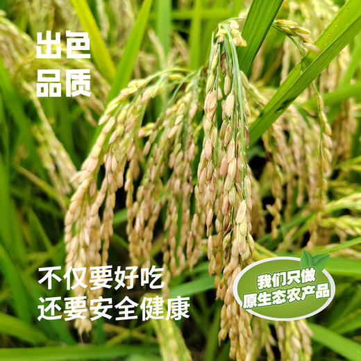 昌西公社2025新米鸭田稻5kg 清凉峰高山种植真空包装白米紫米 商品图2