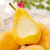 【9斤超值装❗山东烟台太婆梨】可以吸着吃的太婆梨软糯多汁，回味儿时的味道，清甜香味，吃一口就爱上，新鲜水果甜梨应季软糯香甜梨子非丑梨L 商品缩略图1