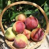 【脆甜爽口❗️山东青州蜜桃】青州蜜秋季青桃，果实大小均匀，外形圆润饱满，色泽红艳诱人，新鲜脆甜硬桃孕妇水果，应季青桃子非水蜜桃L 商品缩略图1