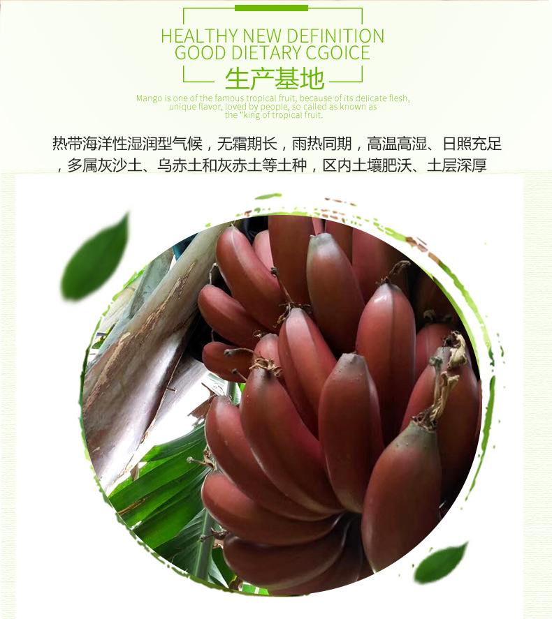 红美人香蕉_02.jpg