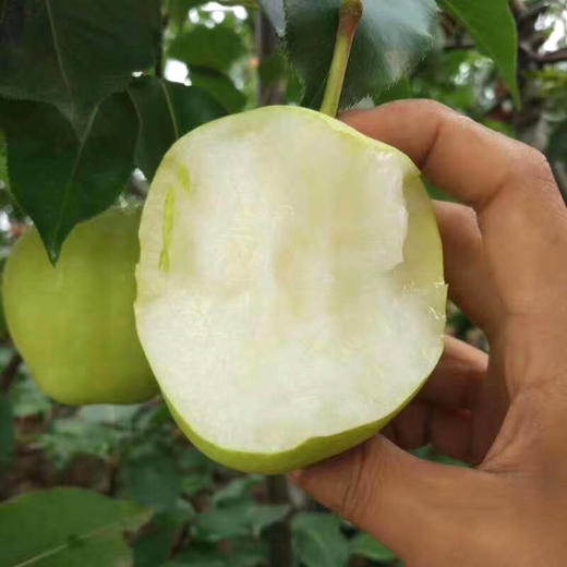 【脆甜多汁❗陕西早酥梨】来自陕西的早酥梨，脆甜多汁，果肉圆润饱满，果面光滑精美、甘甜多汁、果肉脆甜爽口，新鲜水果甜梨应季青皮梨早熟梨子非红香酥梨L 商品图2