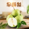 【脆甜多汁❗陕西早酥梨】来自陕西的早酥梨，脆甜多汁，果肉圆润饱满，果面光滑精美、甘甜多汁、果肉脆甜爽口，新鲜水果甜梨应季青皮梨早熟梨子非红香酥梨L 商品缩略图0
