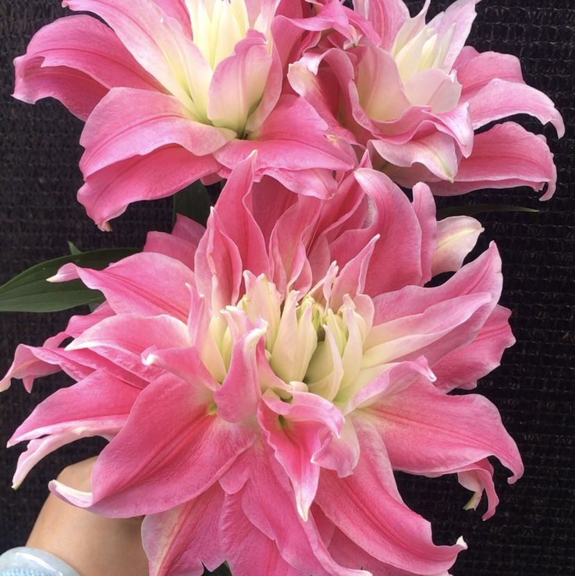 重瓣百合.红丝带