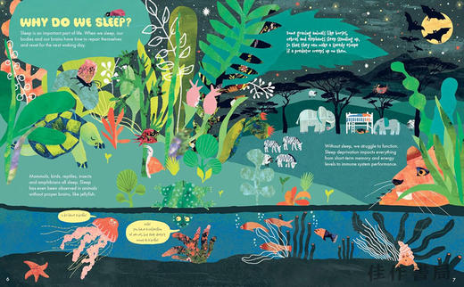 Why Do We Sleep? / 我们为什么要睡觉？ 商品图4