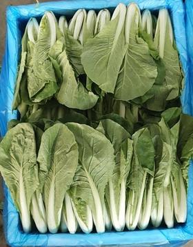 茭菜0.98元／斤，明天到