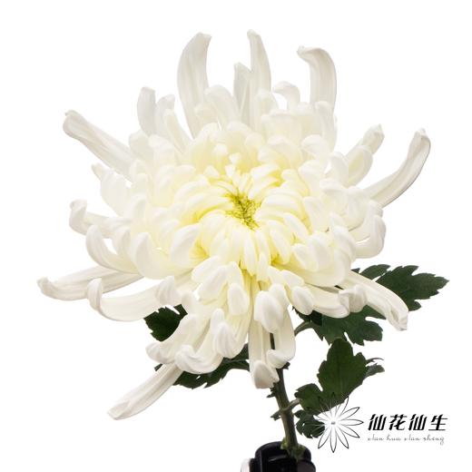 小菊 | 大头菊维也纳暮雪 商品图3