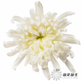 小菊 | 大头菊维也纳暮雪