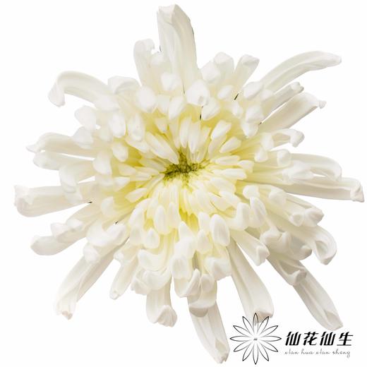 小菊 | 大头菊维也纳暮雪 商品图0