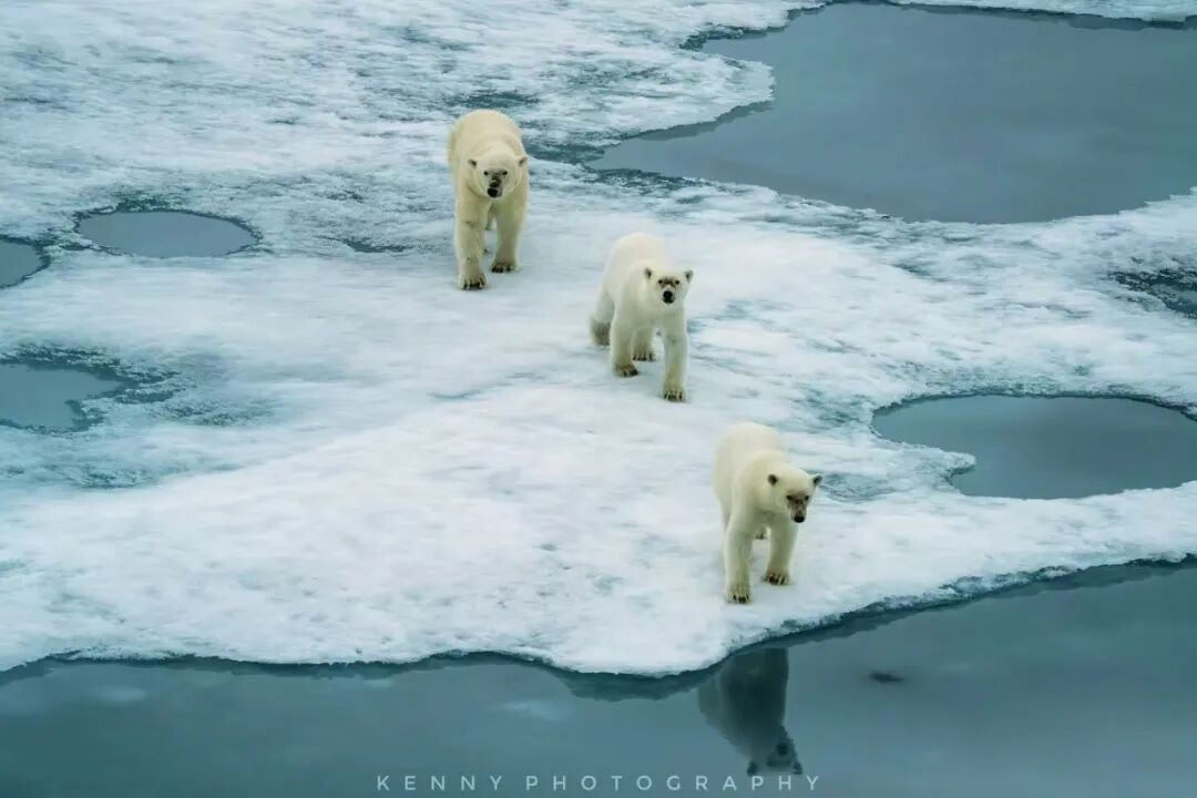 【2026年】北极斯瓦尔巴群岛环线，深入北极熊领地、冰缘探索+法罗群岛摄影14-21天团