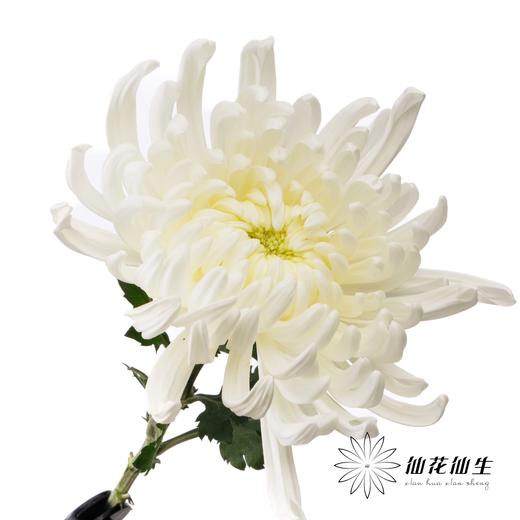 小菊 | 大头菊维也纳暮雪 商品图2