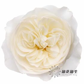 丽江基地单头玫瑰 | 泰勒