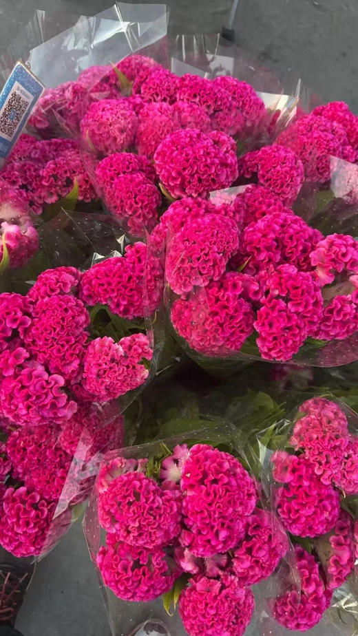 精品花材鸡冠花 商品图3