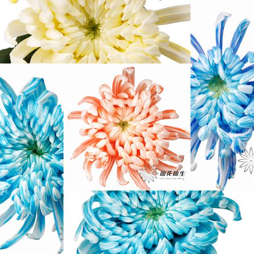 小菊 | 染色大头菊维也纳五彩斑斓【人工吸染，有色差，慎重下单】 商品图0