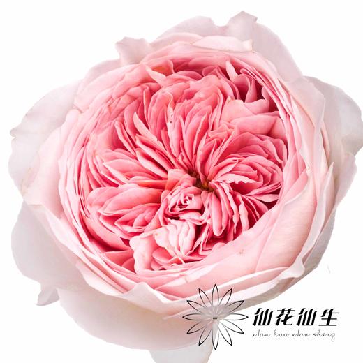 丽江基地单头玫瑰 | 妮可罗宾 商品图2