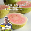 有机胭脂红番石榴（小果，台风丑果） | 绿家自产 * Carmine guava | Self-production 商品缩略图0