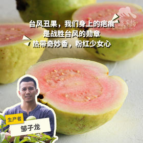 有机胭脂红番石榴（小果，台风丑果） | 绿家自产 * Carmine guava | Self-production