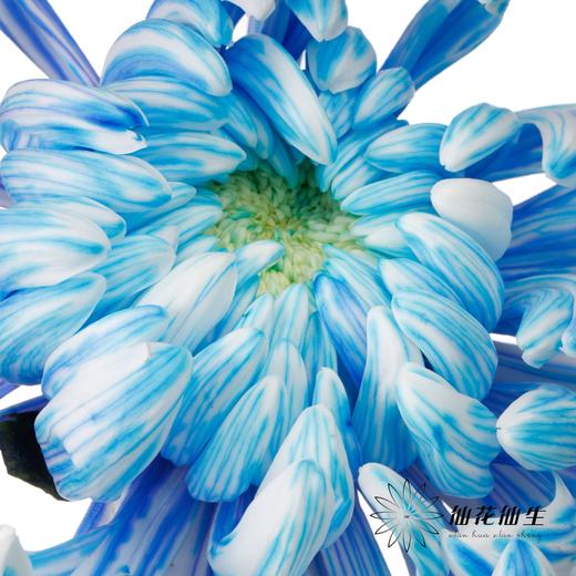 小菊 | 染色大头菊维也纳五彩斑斓【人工吸染，有色差，慎重下单】 商品图2